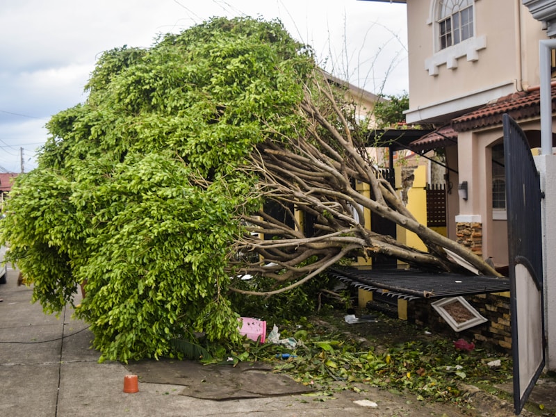 Your business partner for tree care